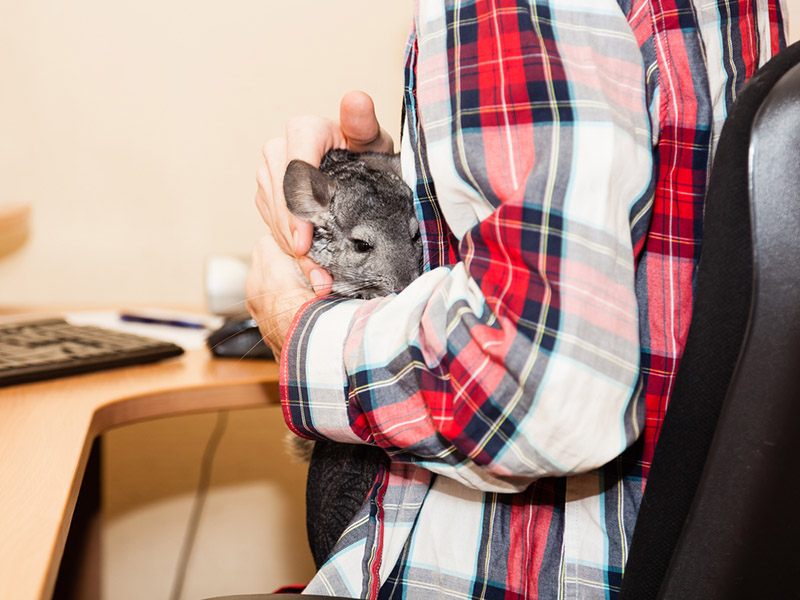 5 Reasons Companies Are Opening The Door to Pets at Work