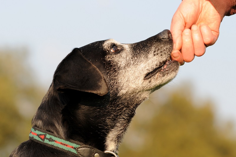 6 reasons to adopt a senior pet