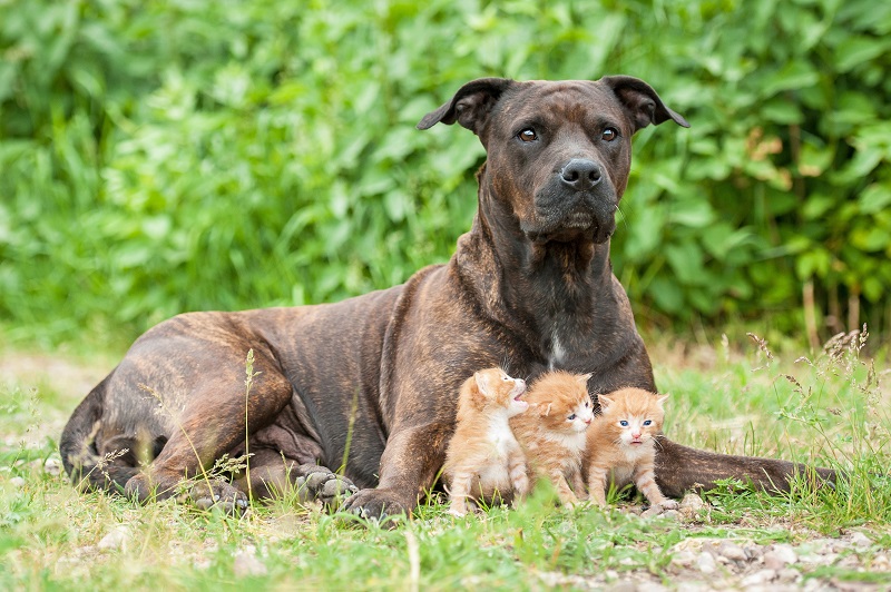 5 Reasons Not to Adopt a Pit Bull (and why they’re ALL WRONG)!
